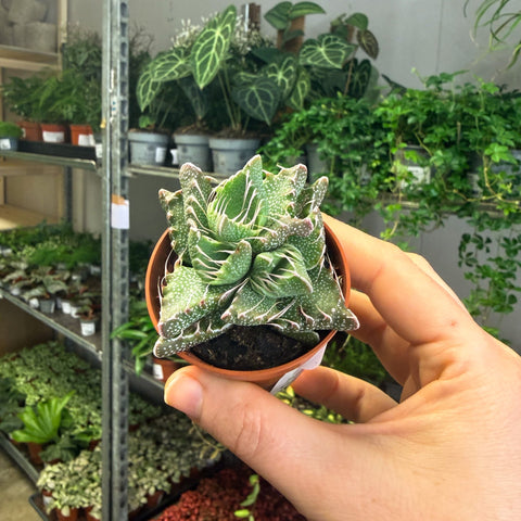 Faucaria tigrina f. monstruosa - Tiger Jaws Succulent - Sprouts of Bristol