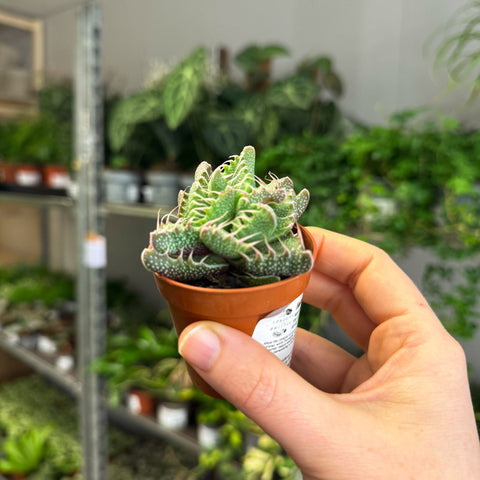 Faucaria tigrina f. monstruosa - Tiger Jaws Succulent - Sprouts of Bristol