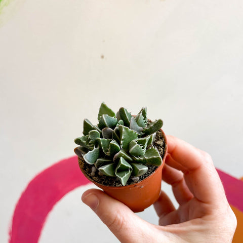 Faucaria tigrina - Tiger Jaws - Sprouts of Bristol