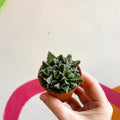 Faucaria tigrina - Tiger Jaws - Sprouts of Bristol