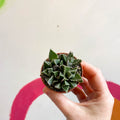 Faucaria tigrina - Tiger Jaws - Sprouts of Bristol