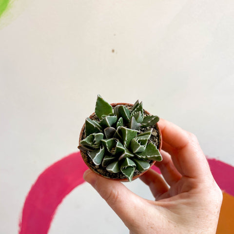 Faucaria tigrina - Tiger Jaws - Sprouts of Bristol