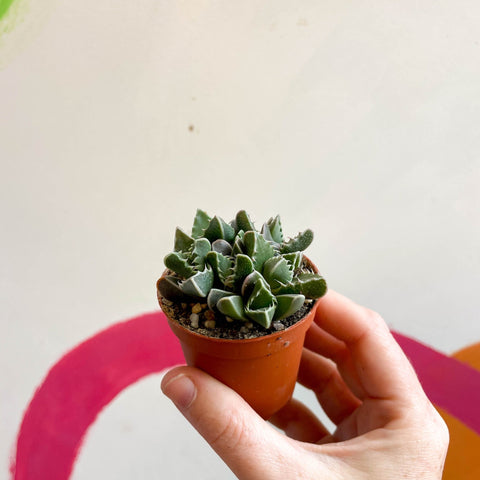 Faucaria tigrina - Tiger Jaws - Sprouts of Bristol