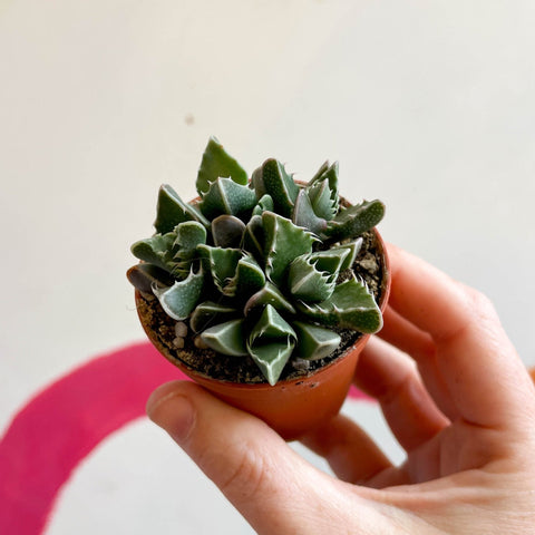 Faucaria tigrina - Tiger Jaws - Sprouts of Bristol