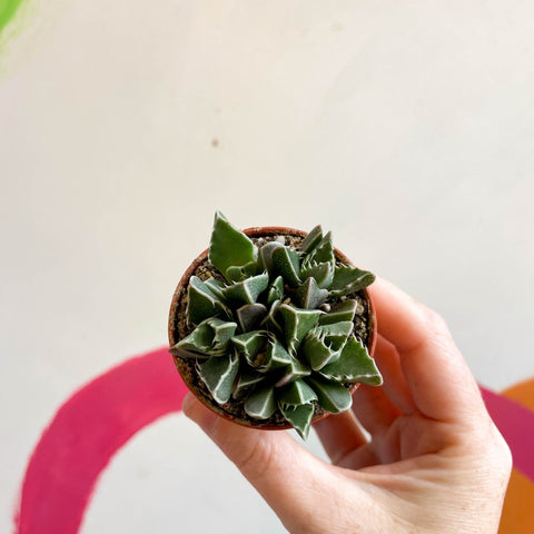 Faucaria tigrina - Tiger Jaws - Sprouts of Bristol