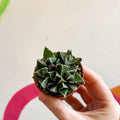 Faucaria tigrina - Tiger Jaws - Sprouts of Bristol