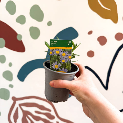Felicia 'Felicitara Blue' - British Grown - Sprouts of Bristol