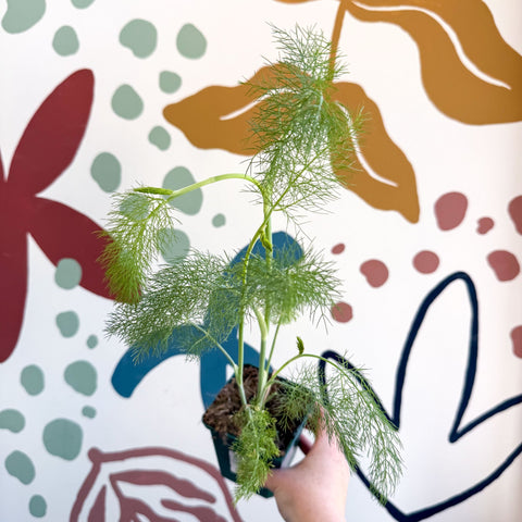 Fennel - Foeniculum vulgare - Cotswolds Grown Culinary Herbs - Sprouts of Bristol