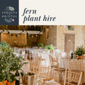 Fern Plant Hire – Woodland Greenery - Sprouts of Bristol