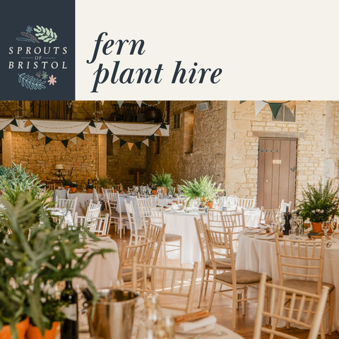 Fern Plant Hire – Woodland Greenery - Sprouts of Bristol
