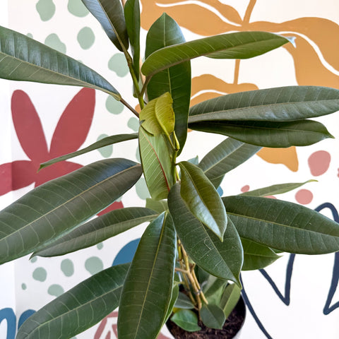 Ficus americana 'Tresor' - Sprouts of Bristol