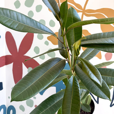 Ficus americana 'Tresor' - Sprouts of Bristol