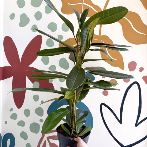 Ficus americana 'Tresor' - Sprouts of Bristol