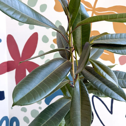 Ficus americana 'Tresor' - Sprouts of Bristol