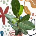 Ficus benghalensis 'Audrey' - Bengal Fig - Sprouts of Bristol