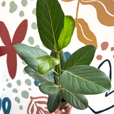 Ficus benghalensis 'Audrey' - Bengal Fig - Sprouts of Bristol