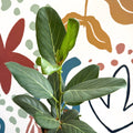Ficus benghalensis 'Audrey' - Bengal Fig - Sprouts of Bristol