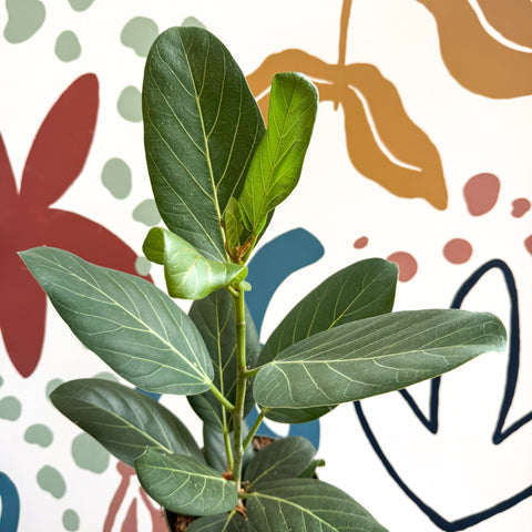 Ficus benghalensis 'Audrey' - Bengal Fig - Sprouts of Bristol