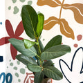 Ficus benghalensis 'Audrey' - Bengal Fig - Sprouts of Bristol