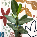 Ficus benghalensis 'Audrey' - Bengal Fig - Sprouts of Bristol