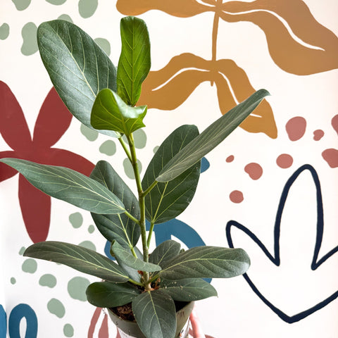 Ficus benghalensis 'Audrey' - Bengal Fig - Sprouts of Bristol