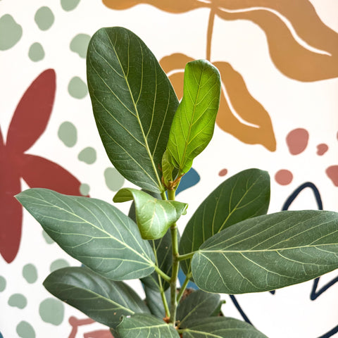 Ficus benghalensis 'Audrey' - Bengal Fig - Sprouts of Bristol