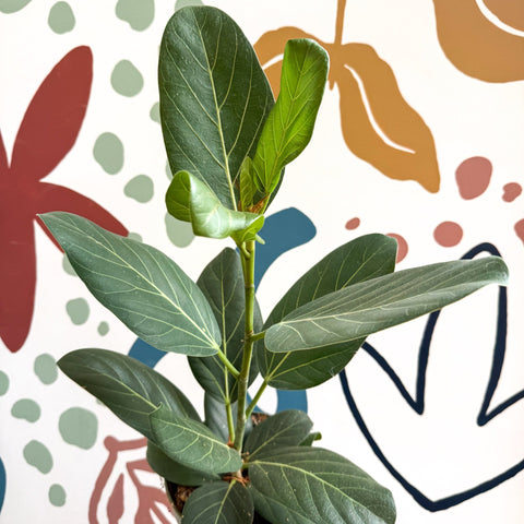 Ficus benghalensis 'Audrey' - Bengal Fig - Sprouts of Bristol