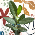 Ficus benghalensis 'Audrey' - Bengal Fig - Sprouts of Bristol
