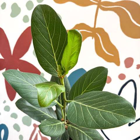 Ficus benghalensis 'Audrey' - Bengal Fig - Sprouts of Bristol