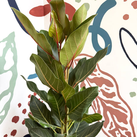 Ficus benghalensis ‘Joy' - Bengal Fig - Sprouts of Bristol