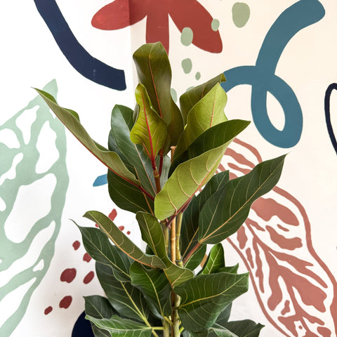 Ficus benghalensis ‘Joy' - Bengal Fig - Sprouts of Bristol