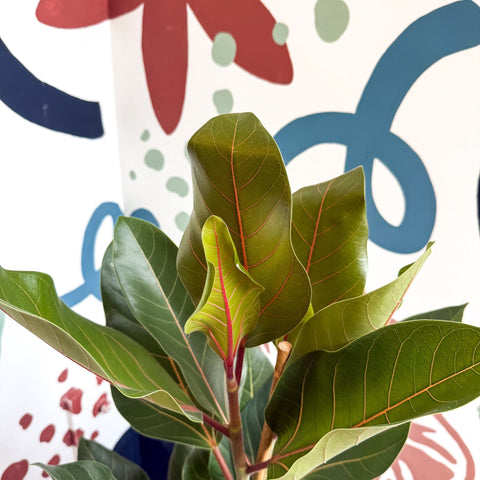 Ficus benghalensis ‘Joy' - Bengal Fig - Sprouts of Bristol