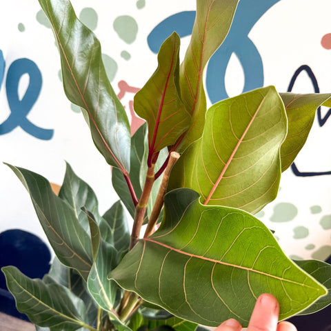 Ficus benghalensis ‘Joy' - Bengal Fig - Sprouts of Bristol