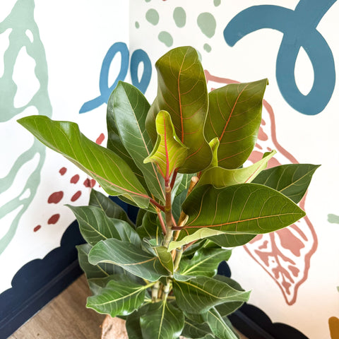 Ficus benghalensis ‘Joy' - Bengal Fig - Sprouts of Bristol