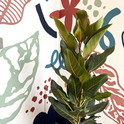 Ficus benghalensis ‘Joy' - Bengal Fig - Sprouts of Bristol