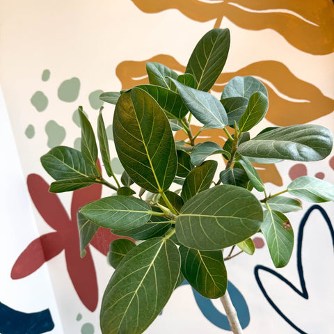 ficus audrey bengal Ficus benghalensis 'Petite Audrey'