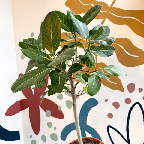 ficus benghalensis audrey bengal fig Ficus benghalensis 'Petite Audrey'