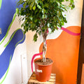 Ficus benjamina 'Exotica' - Weeping Fig - Sprouts of Bristol