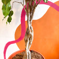 Ficus benjamina 'Exotica' - Weeping Fig - Sprouts of Bristol