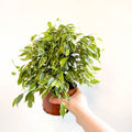 Ficus benjamina 'Kinky' - Weeping Fig - Sprouts of Bristol