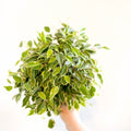 Ficus benjamina 'Kinky' - Weeping Fig - Sprouts of Bristol