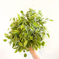 Ficus benjamina 'Kinky' - Weeping Fig - Sprouts of Bristol