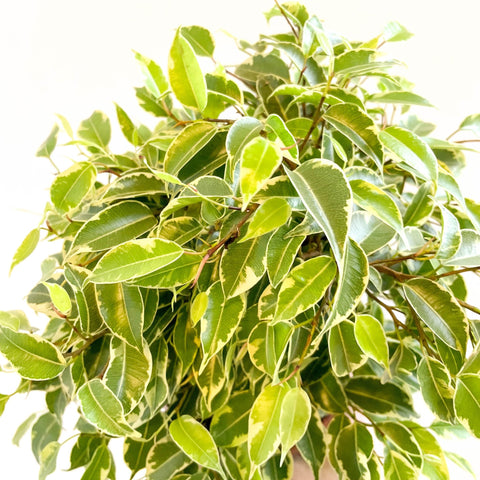 Ficus benjamina 'Kinky' - Weeping Fig - Sprouts of Bristol