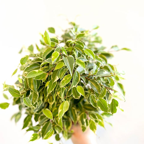 Ficus benjamina 'Kinky' - Weeping Fig - Sprouts of Bristol