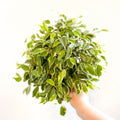 Ficus benjamina 'Kinky' - Weeping Fig - Sprouts of Bristol