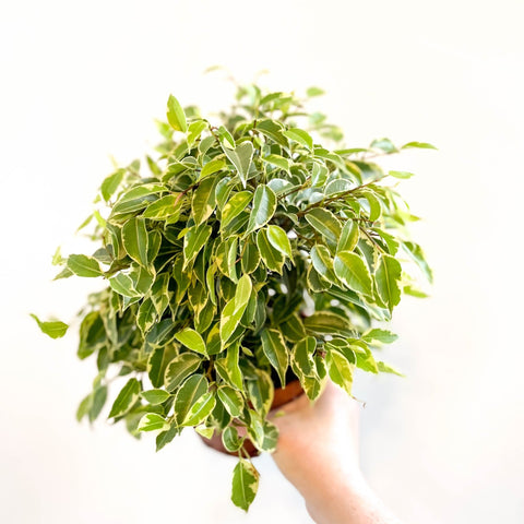 Ficus benjamina 'Kinky' - Weeping Fig - Sprouts of Bristol