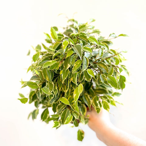 Ficus benjamina 'Kinky' - Weeping Fig - Sprouts of Bristol