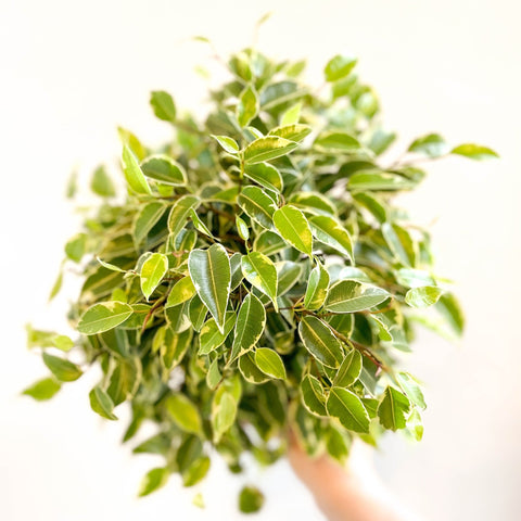 Ficus benjamina 'Kinky' - Weeping Fig - Sprouts of Bristol