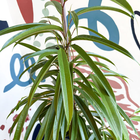 Ficus binnendiijkii 'Alii' - Long Leafed Fig - Sprouts of Bristol