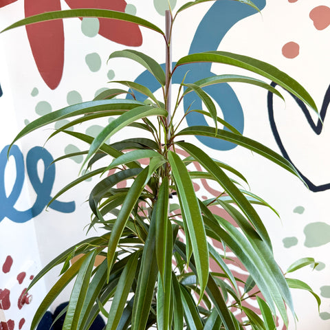 Ficus binnendiijkii 'Alii' - Long Leafed Fig - Sprouts of Bristol